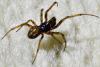 Steatoda bipunctata